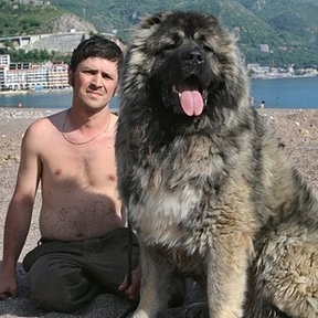 a big dog that looks like a bear